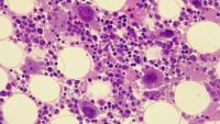 stem cell under microscope
